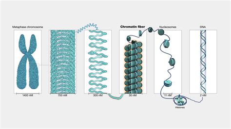 naked dna is called chromatin|10.1C: Eukaryotic Chromosomal Structure and。